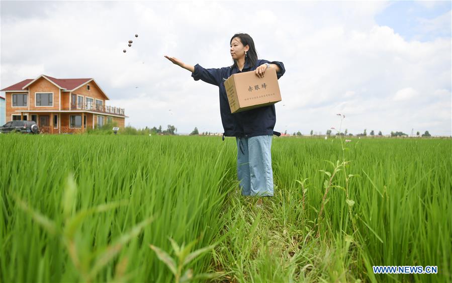 CHINA-JILIN-HUINAN-GREEN AND ORGANIC AGRICULTURE (CN)