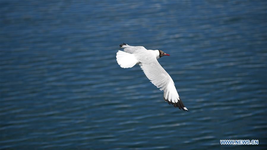 CHINA-TIBET-NGARI-BIRD (CN)