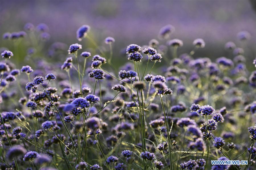 CHINA-NINGXIA-MAOWUSU DESERT-VERVAIN (CN)