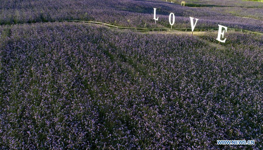 CHINA-NINGXIA-MAOWUSU DESERT-VERVAIN (CN)