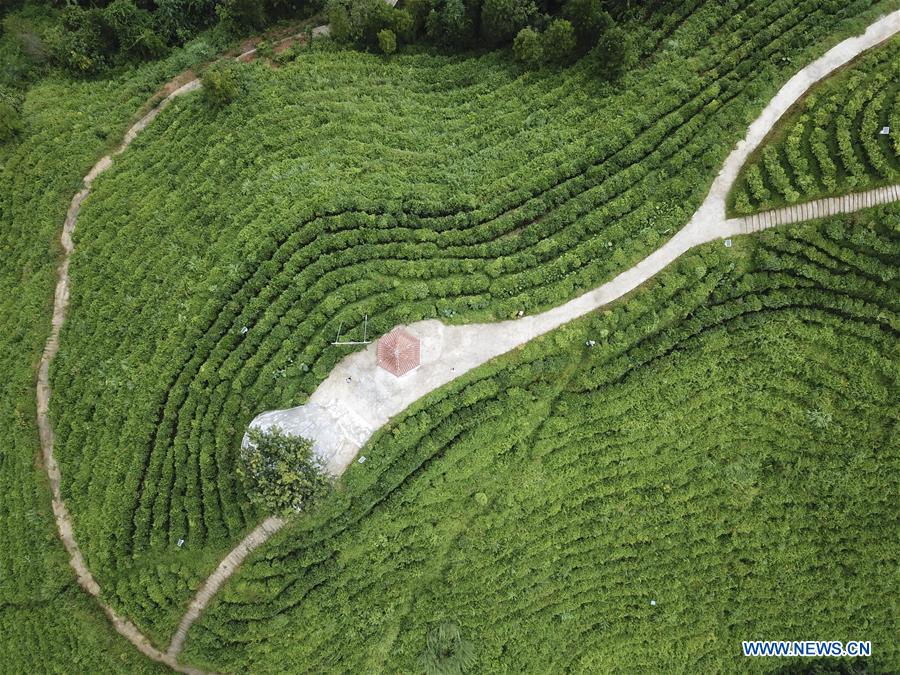 CHINA-GUANGXI-LINGYUN-TEA GARDEN (CN)