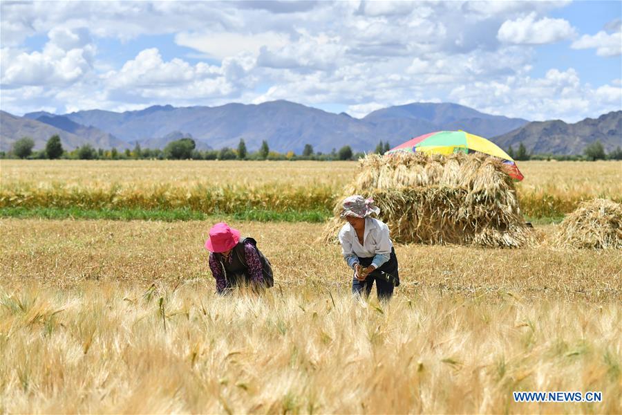 CHINA-TIBET-XIGAZE-HIGHLAND BARLEY-HARVEST (CN)