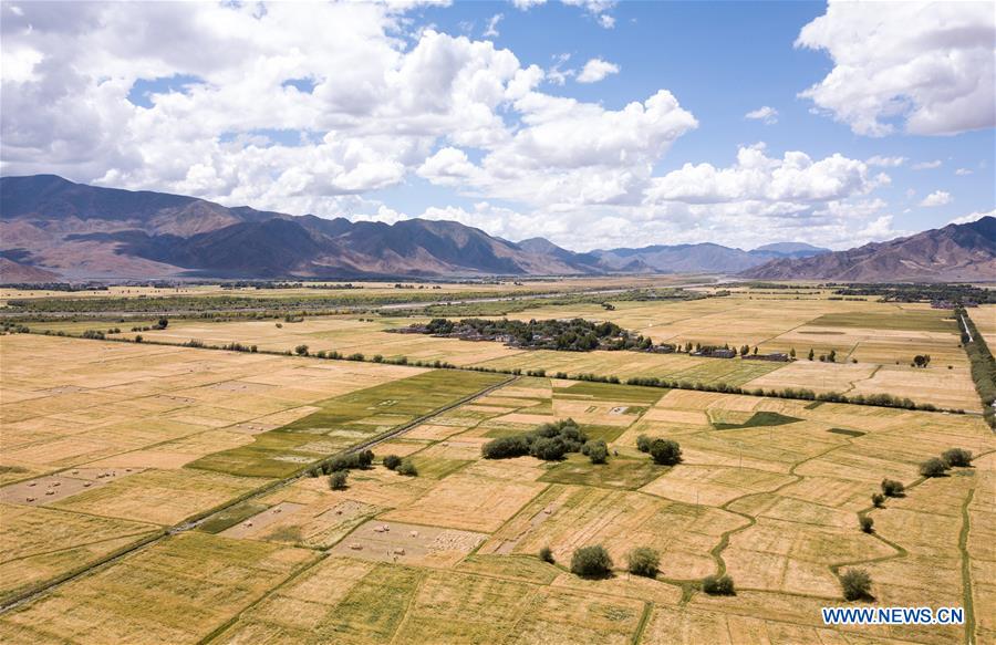 CHINA-TIBET-XIGAZE-HIGHLAND BARLEY-HARVEST (CN)