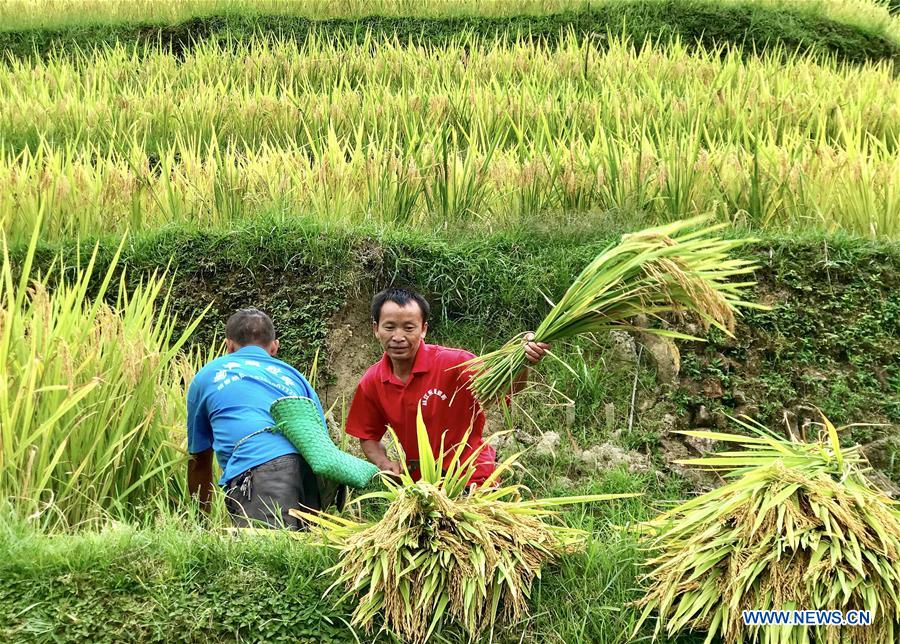 CHINA-GUANGXI-PADDY RICE-HARVEST (CN)