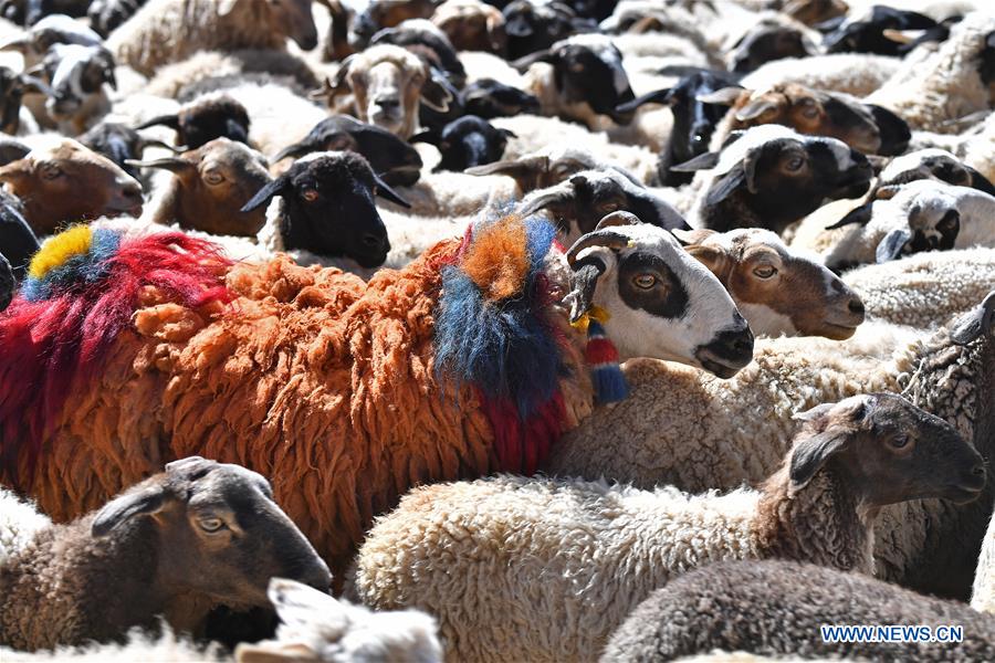 (InTibet)CHINA-TIBET-XIGAZE-SHEEP SHOW (CN)