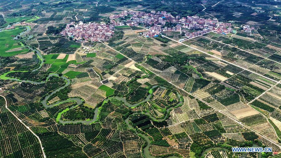 CHINA-GUANGXI-WUMING-TANGERINE ORCHARD (CN)