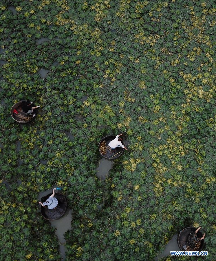 CHINA-ZHEJIANG-HUZHOU-WATER CHESTNUT-HARVEST (CN)