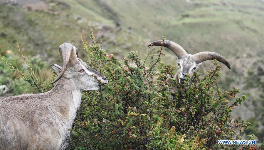 CHINA-TIBET-BLUE SHEEP (CN)