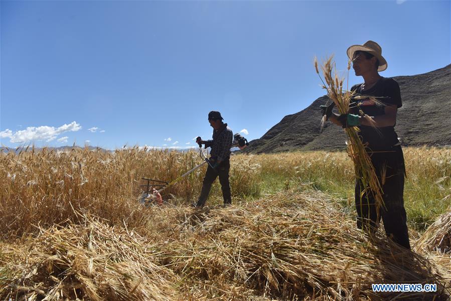 CHINA-TIBET-HIGHLAND BARLEY-HARVEST (CN)