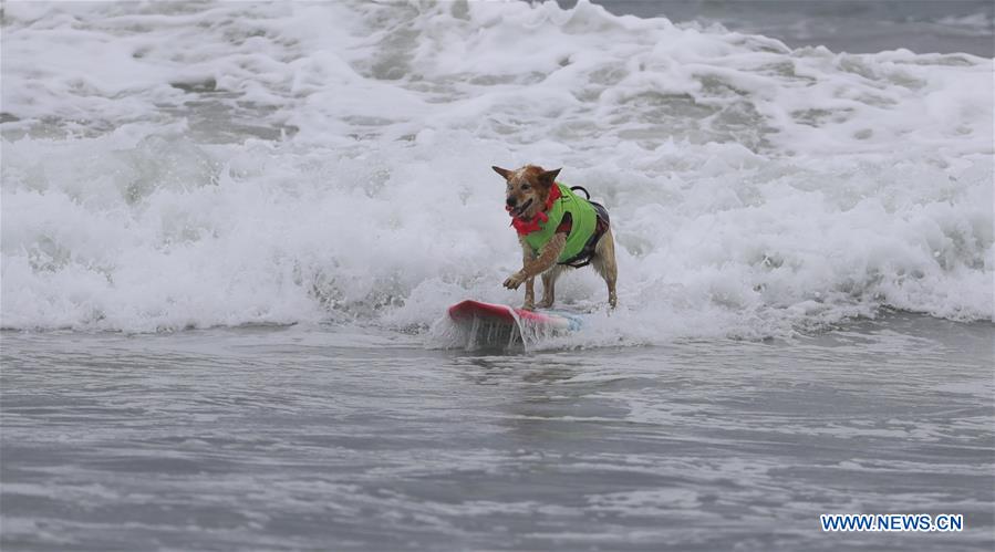 (SP)U.S.-CALIFORNIA-HUNTINGTON BEACH-SURF DOG