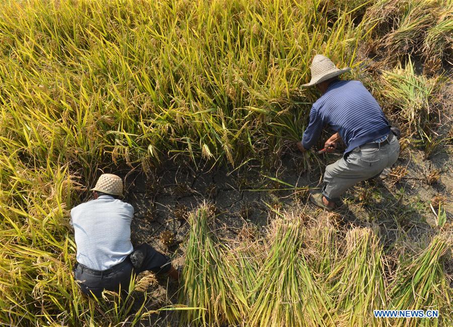 CHINA-HUNAN-XINHUA-RICE HARVEST (CN)