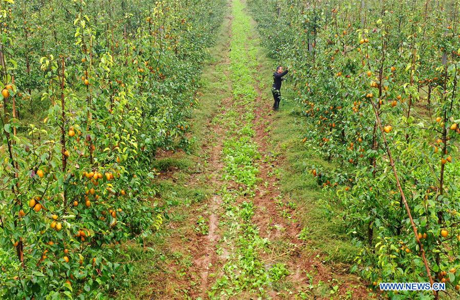 CHINA-HENAN-VETERAN-PEAR GROWING (CN)