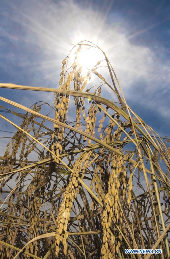 CHINA-JILIN-RICE HARVEST (CN)