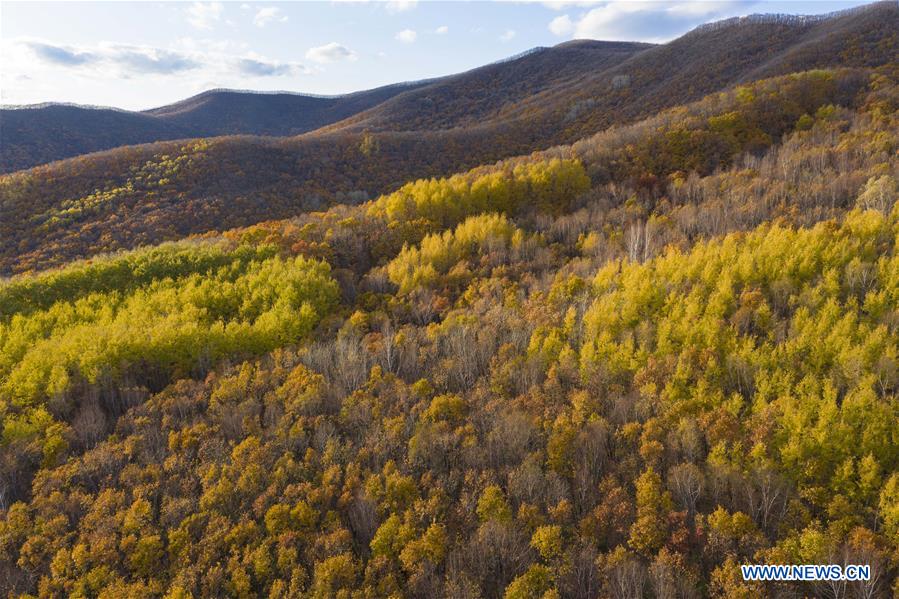 CHINA-HEIONGJIANG-TONGJIANG-AUTUMN SCENERY (CN)