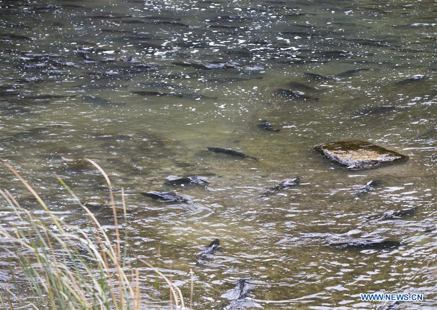 CANADA-ONTARIO-PORT HOPE-SALMON MIGRATION