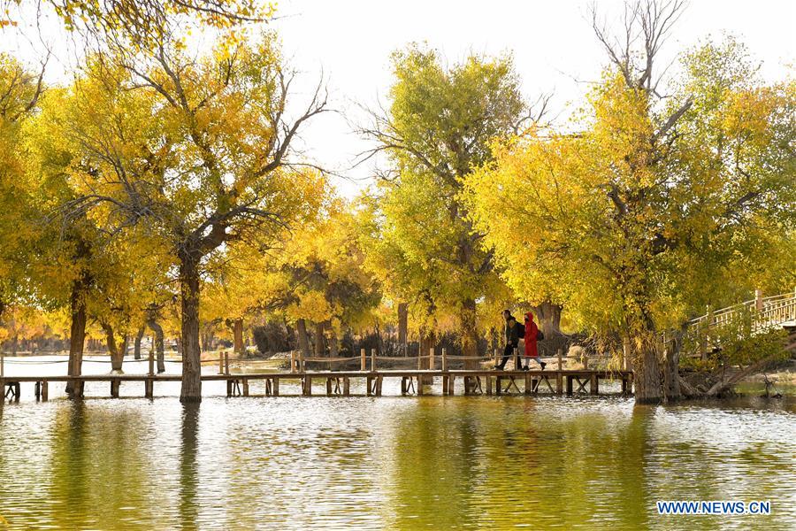 CHINA-INNER MONGOLIA-POPULUS EUPHRATICA-SCENERY (CN)