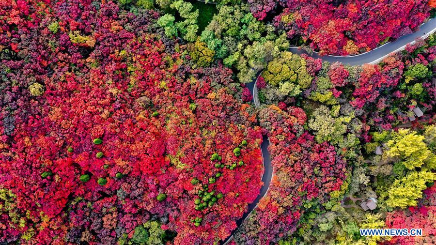 CHINA-SHANDONG-JINAN-AUTUMN SCENERY (CN)