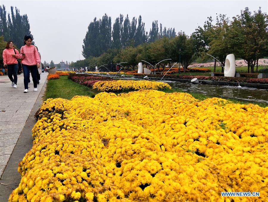 (BeijingCandid)CHINA-BEIJING-CHRYSANTHEMUM (CN)