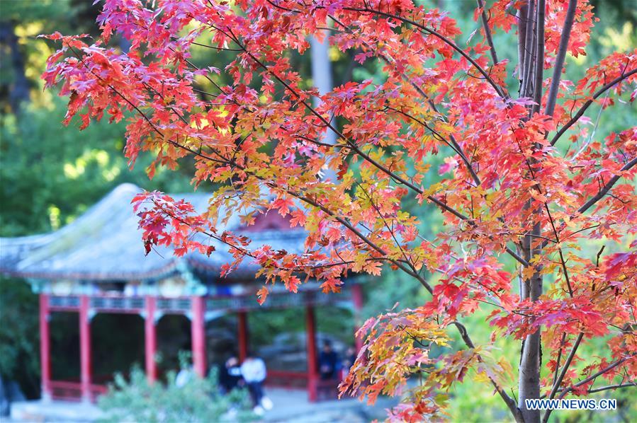 CHINA-BEIJING-XIANGSHAN PARK-AUTUMN SCENERY (CN)