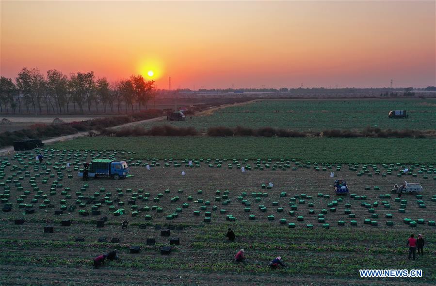 CHINA-HEIBEI-LUANZHOU-RADISH INDUSTRY (CN)