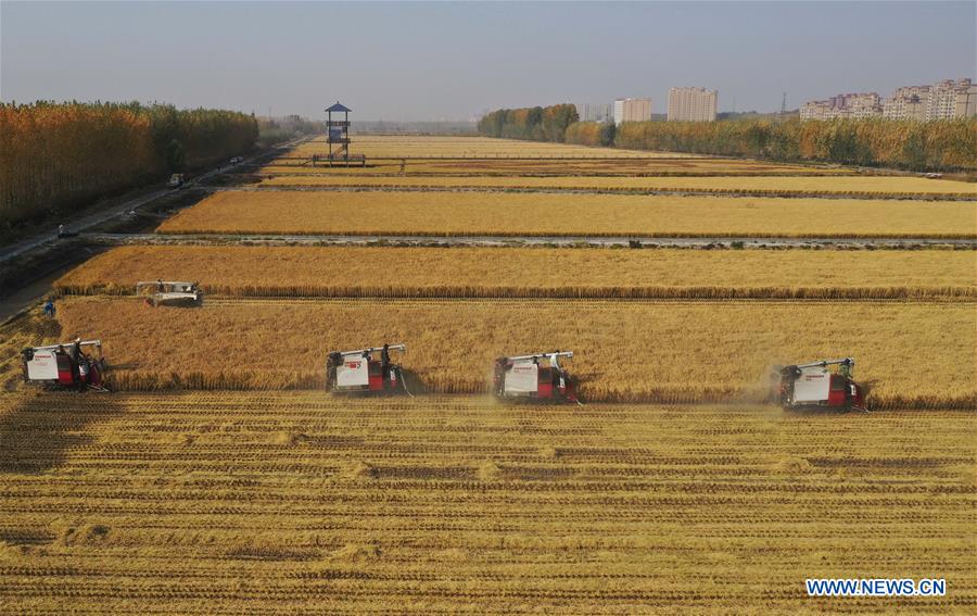 CHINA-HEBEI-RICE-HARVEST (CN)