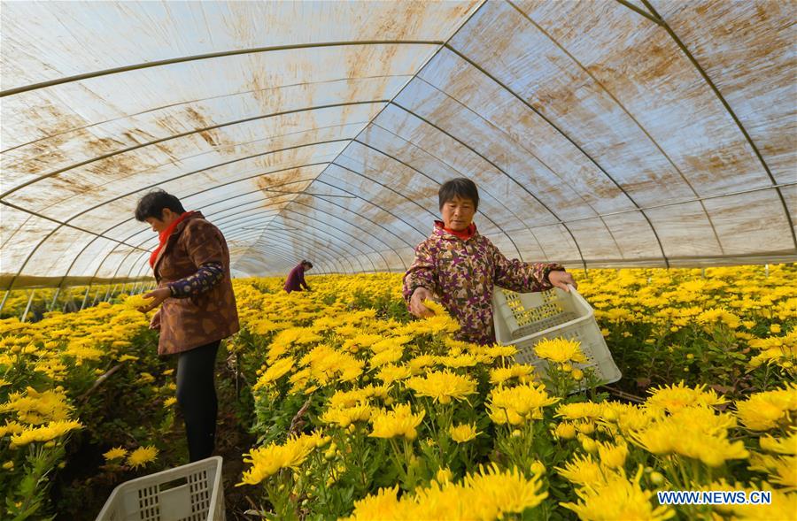 CHINA-HEBEI-CHRYSANTHEMUM-HARVEST (CN)