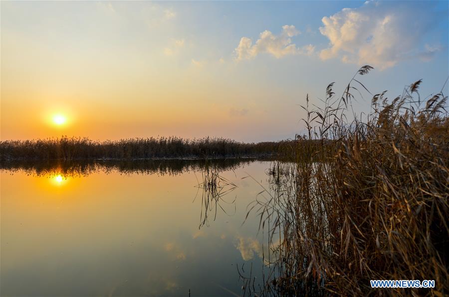 CHINA-INNER MONGOLIA-HOHHOT-HASUHAI WETLAND-AUTUMN SCENERY (CN)