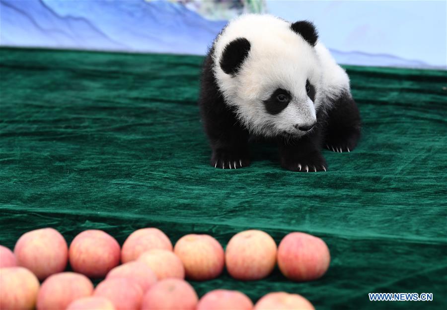 CHINA-SHAANXI-GIANT PANDA-FIRST APPEARANCE (CN)