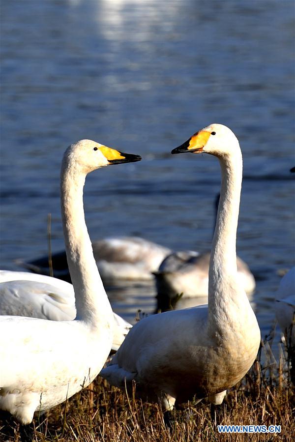 CHINA-HENAN-SANMENXIA-WHITE SWANS (CN)