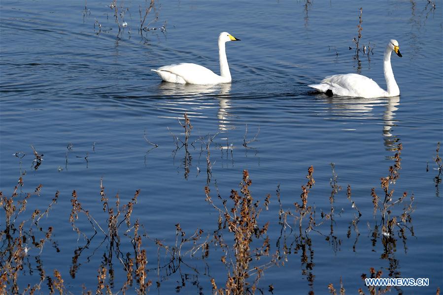 CHINA-HENAN-SANMENXIA-WHITE SWANS (CN)