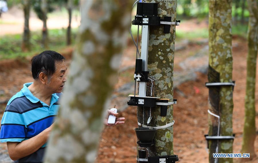 CHINA-HAINAN-RUBBER TAPPING ROBOT (CN)