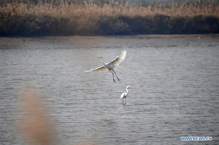 CHINA-SHAANXI-DALI COUNTY-YELLOW RIVER WETLAND-SCENERY (CN)