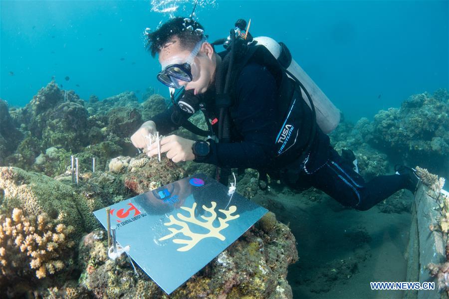 INDONESIA-BALI-CORAL REHABILITATION