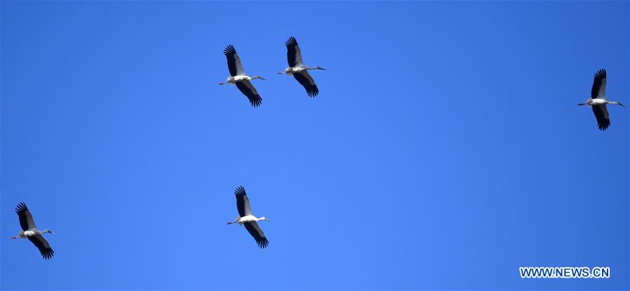 CHINA-TIANJIN-MIGRATORY BIRDS (CN)