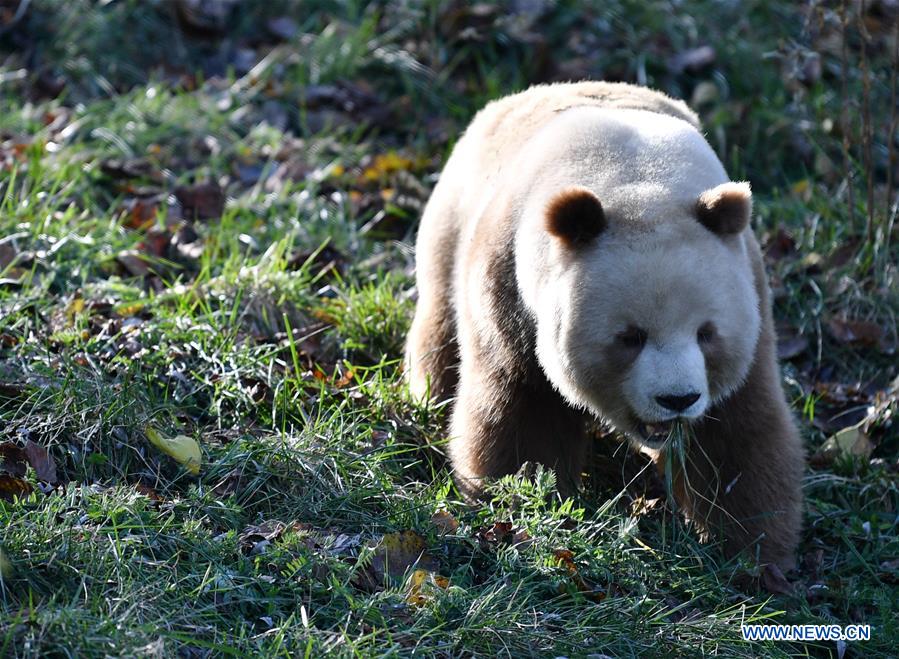 CHINA-SHAANXI-XI'AN-CAPTIVE BROWN AND WHITE GIANT PANDA