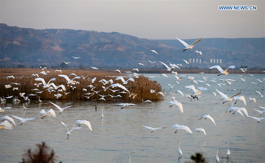 CHINA-SHAANXI-HEYANG-WETLAND-BIRDS (CN)