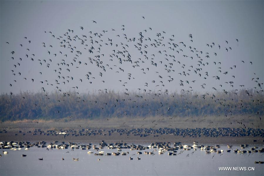 CHINA-JIANGXI-MIGRANT BIRDS-NANJI WETLAND (CN)