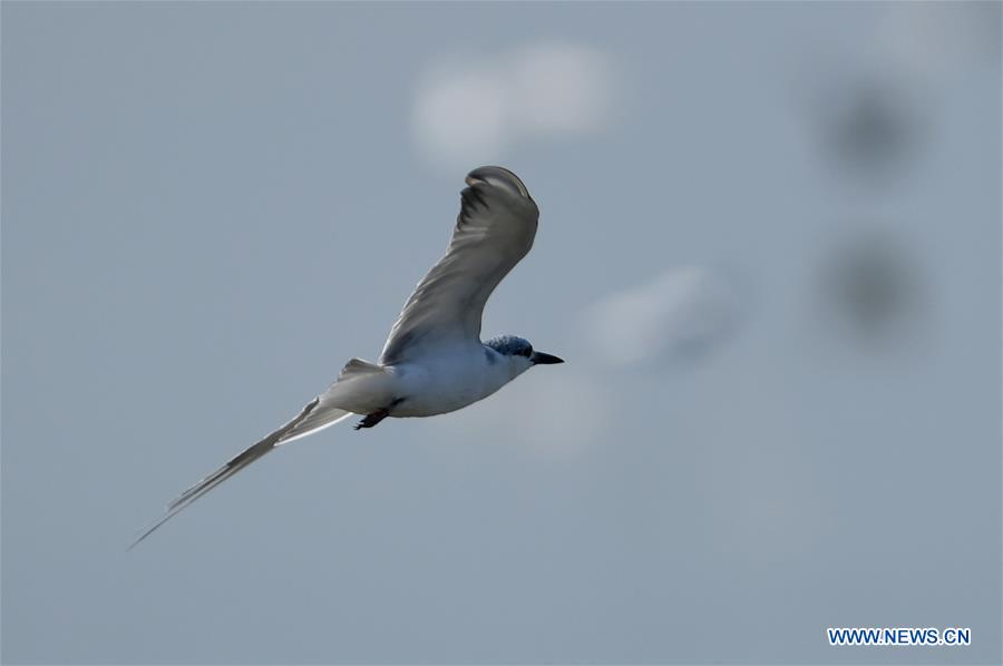 KUWAIT-KUWAIT CITY-BIRDS