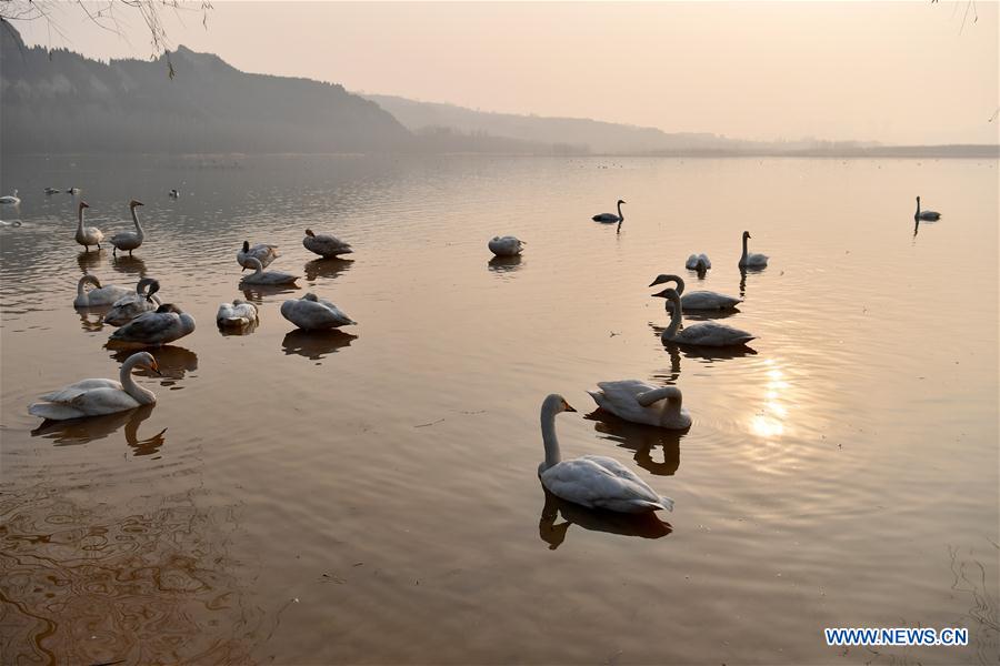 CHINA-SHANXI-WILD SWAN-WINTER HABITAT (CN)