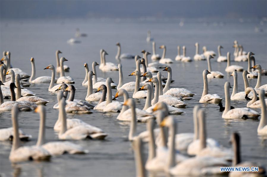 CHINA-SHANXI-WILD SWAN-WINTER HABITAT (CN)