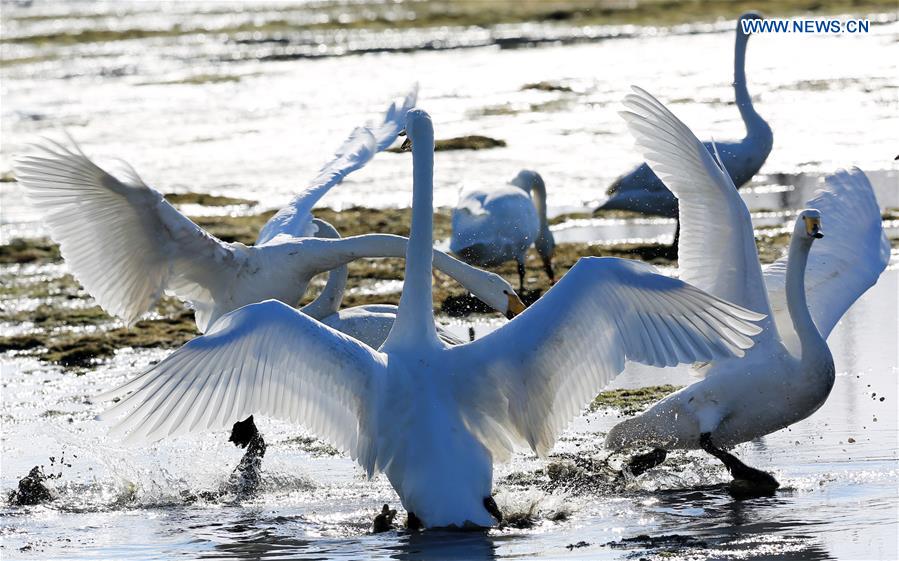 CHINA-SHANDONG-RONGCHENG-WHOOPER SWANS (CN)