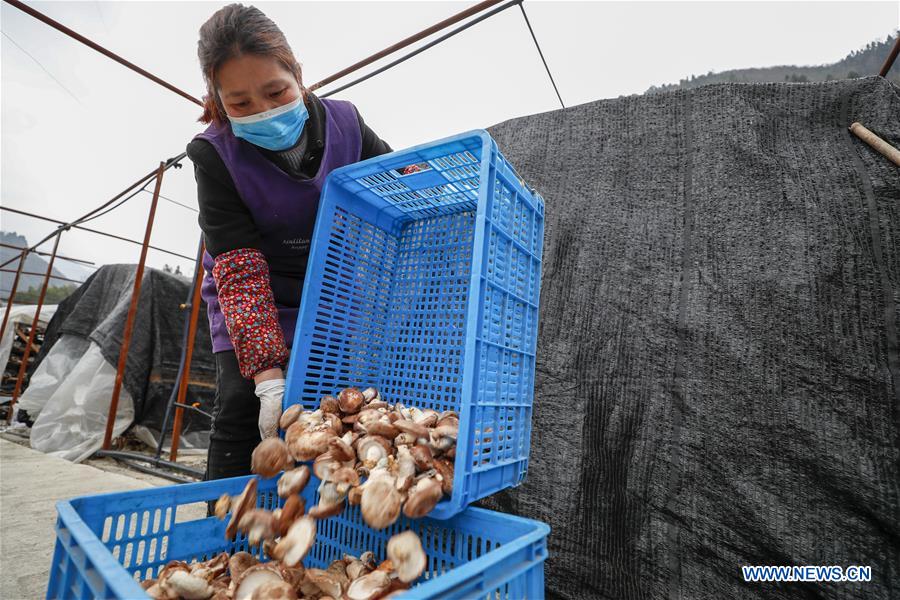 CHINA-CHONGQING-MUSHROOM-PRODUCTION RESUMPTION (CN)