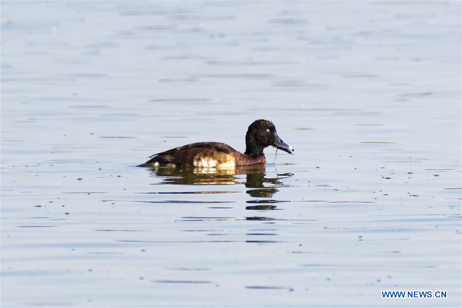 CHINA-YUNNAN-BAOSHAN-ENDANGERED DUCK-AYTHYA BAERI-SPOTTED (CN)