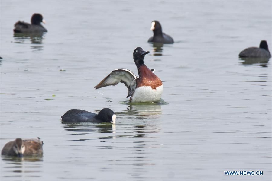 CHINA-YUNNAN-BAOSHAN-ENDANGERED DUCK-AYTHYA BAERI-SPOTTED (CN)