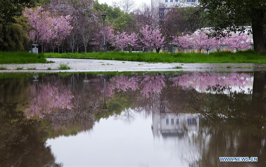 CHINA-WUHAN-CHERRY BLOSSOMS (CN)