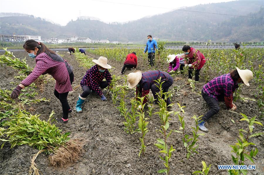 CHINA-SHAANXI-ANKANG-TEA GARDEN (CN)