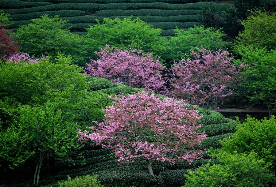 CHINA-FUJIAN-ZHANGPING-CHERRY BLOSSOMS (CN)