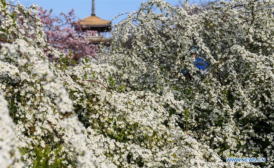 CHINA-HUBEI-WUHAN-SPRING SCENERY (CN)