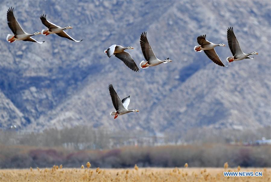 CHINA-TIBET-LHASA-SPRING SCENERY (CN)