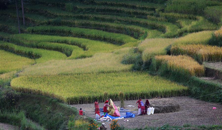 NEPAL-LALITPUR-AGRICULTURE-AUTUMN SEASON-RICE HARVEST